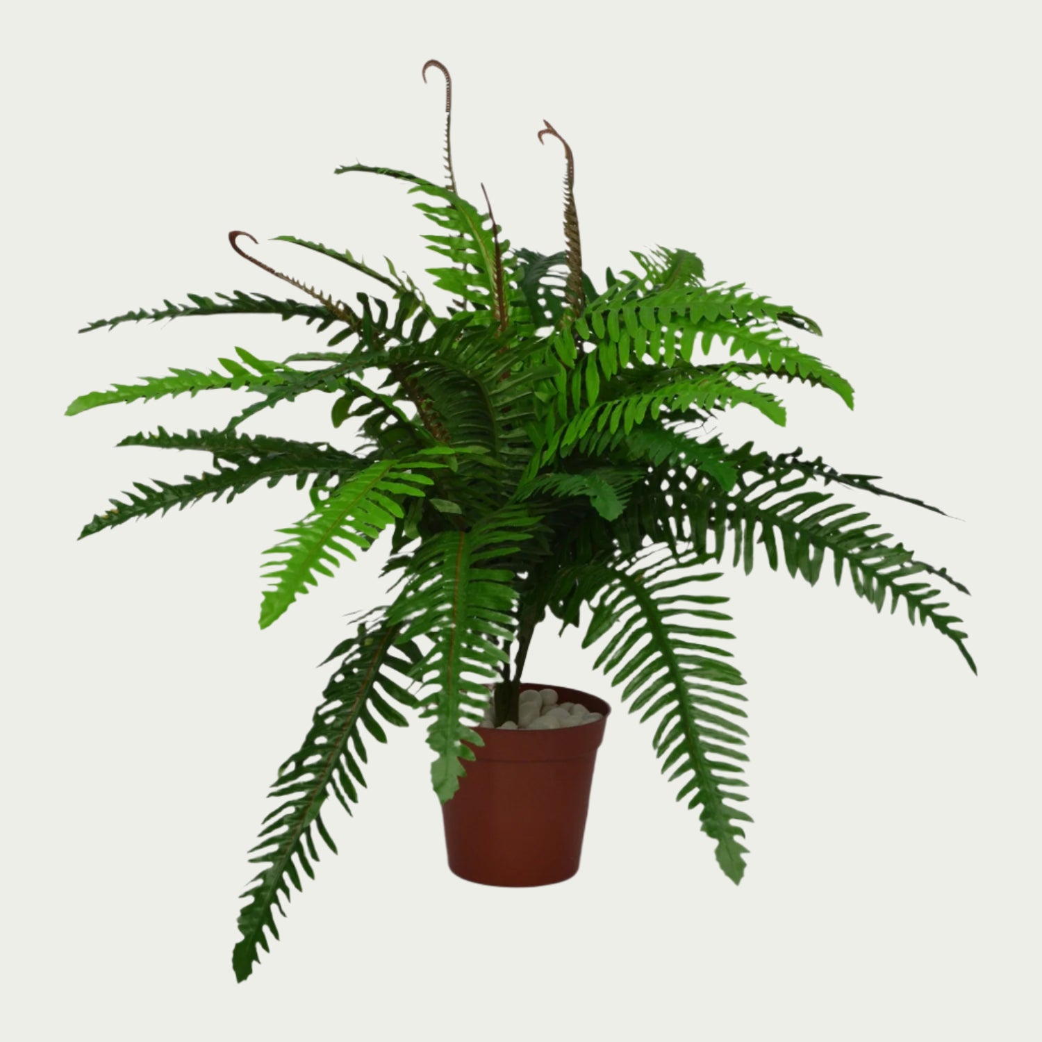 2 Ft Boston Fern Indoor Tropical Accent Plant – Realistic Touch for Modern Interiors – Shop Luxiplant arranged aesthetically, adding a tropical flair to any room.