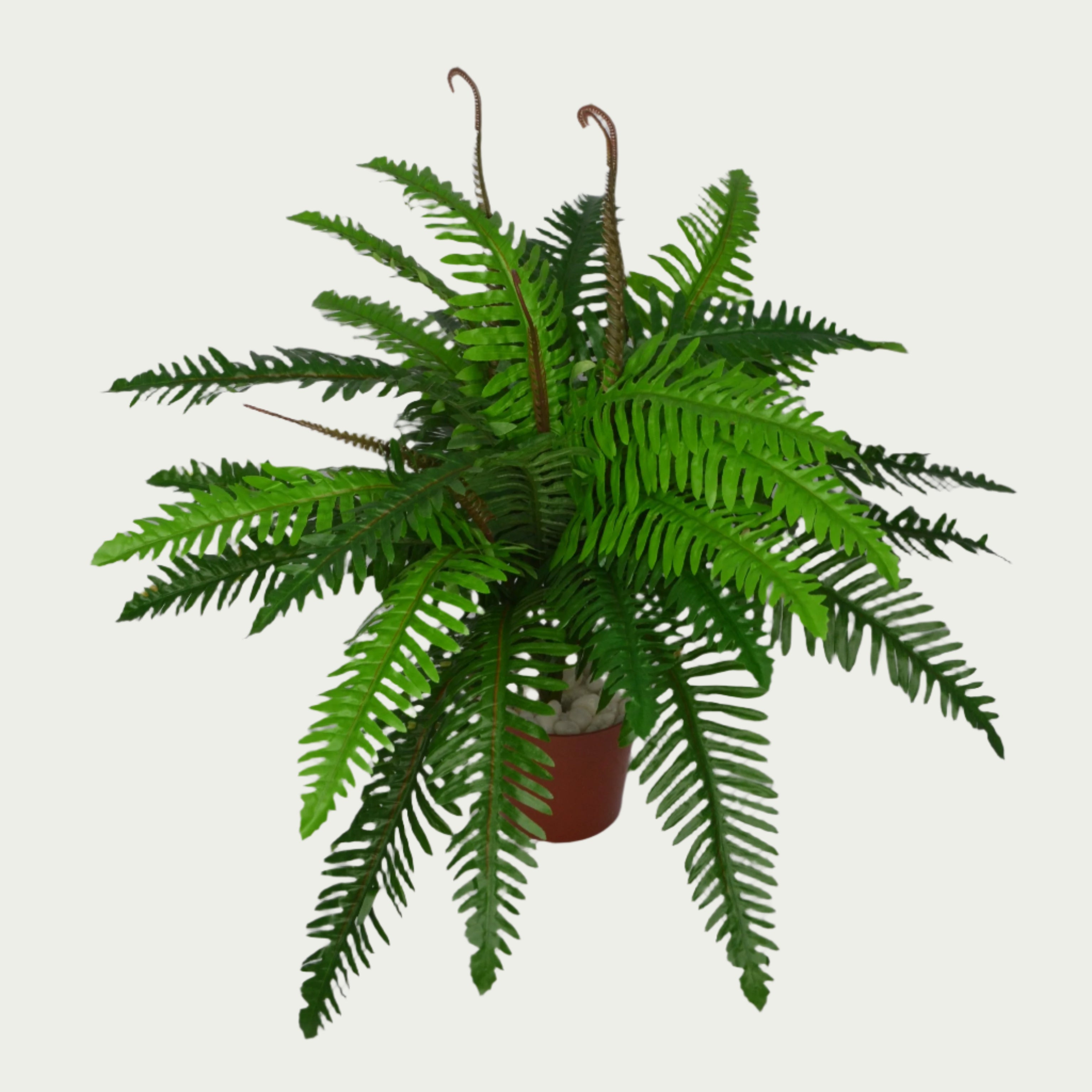 Scene featuring the 2 Ft Boston Fern Indoor Tropical Accent Plant – Realistic Touch for Modern Interiors – Shop Luxiplant, styled with complementary decor items.