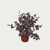 1 Ft Artificial Carpinteria Bush – Faux Green Plant as part of a decorative indoor arrangement