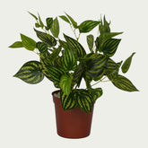 {} positioned near a window bringing in soft light