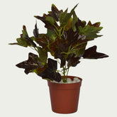 1 Ft Artificial Mini Bush 7 – Faux Green Plant as part of a decorative indoor arrangement