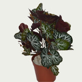 1 Ft Artificial Begonia Bush – Faux Green Plant set on a living room table