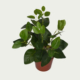 Zoomed-in look at the 1 Ft Green Fittonia Bush Vibrant Faux Desk Foliage – Vibrant Decorative Plant for Home or Office – Shop Luxiplant, showcasing detailed craftsmanship.