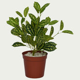 Zoomed-in look at the 1 Ft Watermelon Bush Stylish Faux Patio Centerpiece – Chic Artificial Plant to Elevate Any Space – Shop Luxiplant, showcasing detailed craftsmanship.