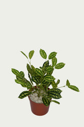 Detailed view of 1 Ft Watermelon Bush Stylish Faux Patio Centerpiece – Chic Artificial Plant to Elevate Any Space – Shop Luxiplant showing realistic textures and colors.