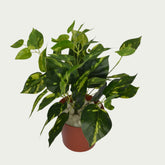 Indoor ambiance created with 1 Ft Money Plant Bush Decorative Faux Leaf Arrangement – Elegant Faux Greenery for Any Setting – Shop Luxiplant – elegant and lush.