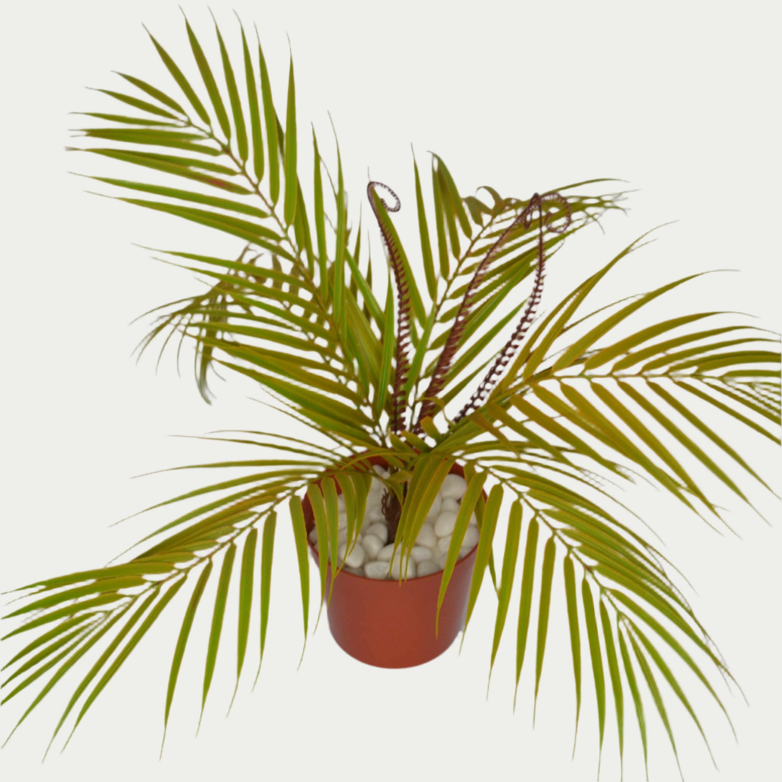 1 Ft Palm Fern Bush Evergreen Artificial Botanical – Maintenance-Free Natural Look Accent – Shop Luxiplant arranged aesthetically, adding a tropical flair to any room.