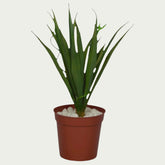 {} shown in workspace to inspire calm and focus