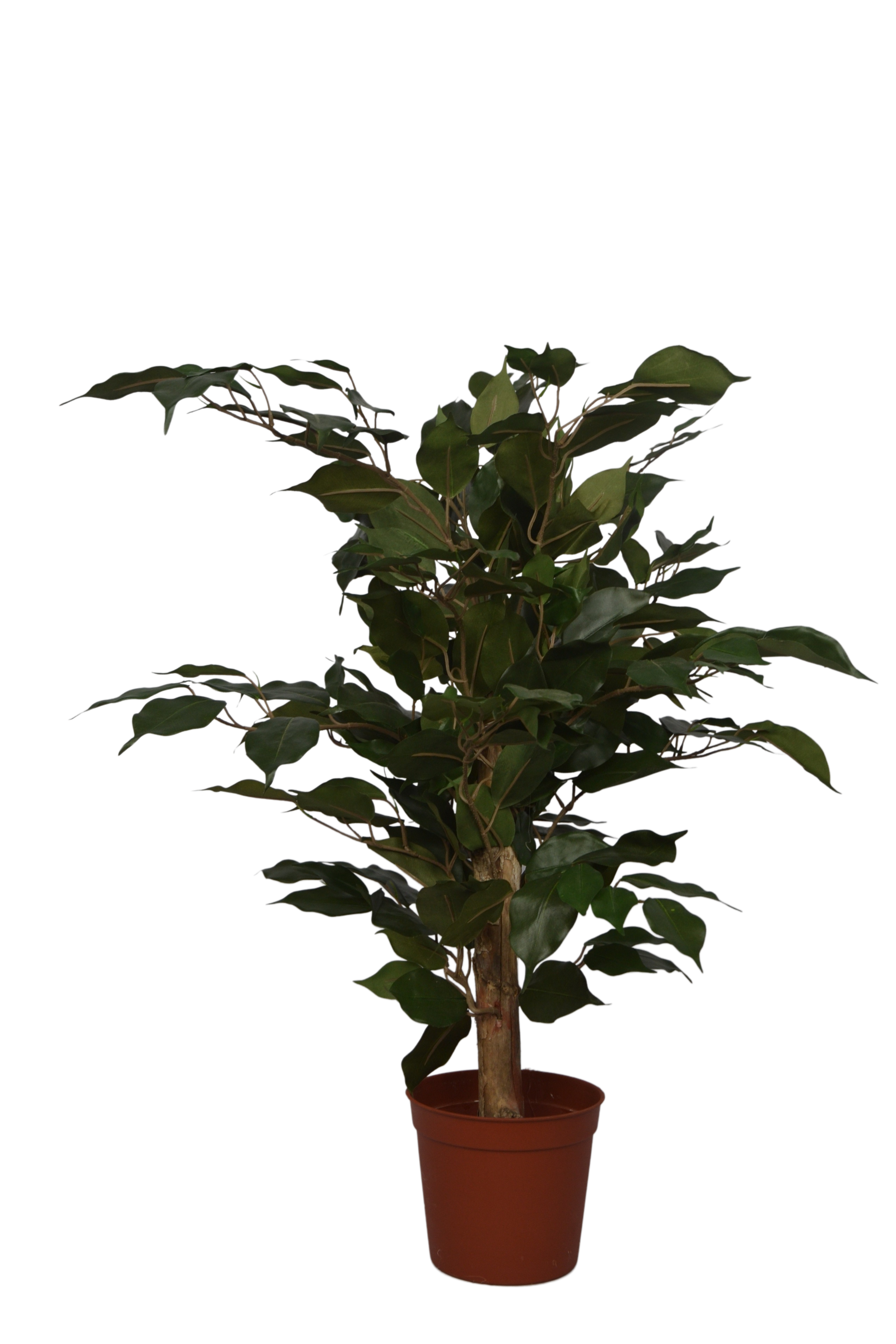 2 Ft Artificial Ficus Plant – Small Faux Tree with Realistic Green Leaves for Indoor Home, Office & Tabletop Décor