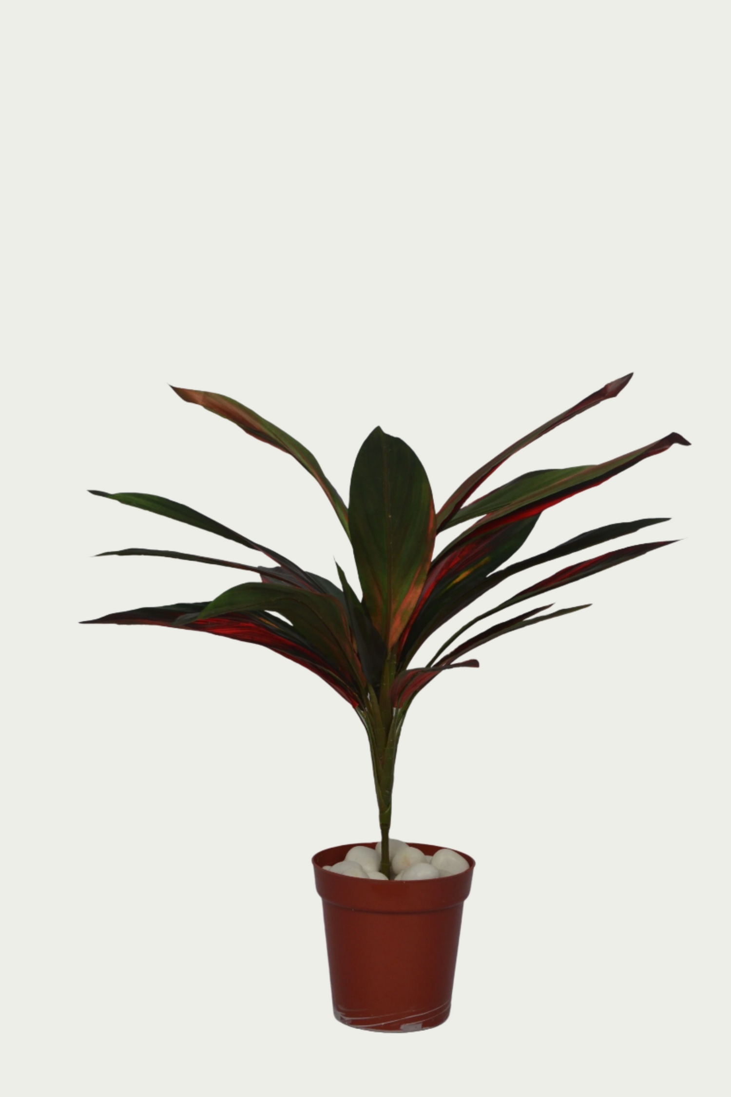 2 Ft Artificial Dracaena Red Leaf Bunch 20 – Faux Green Plant placed in a stylish planter