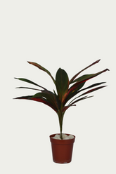 2 Ft Artificial Dracaena Red Leaf Bunch 20 – Faux Green Plant placed in a stylish planter
