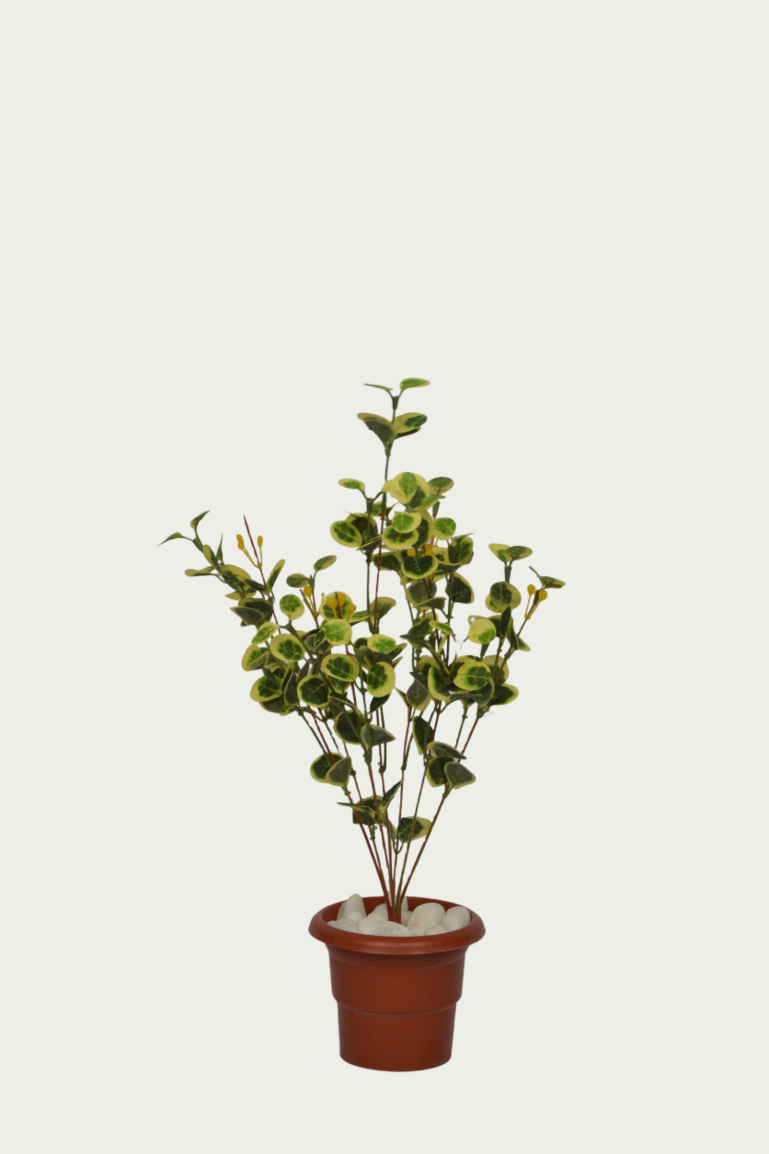 1 Ft Geranium Bush Realistic Nature-Inspired Shrub – Vibrant Decorative Plant for Home or Office – Shop Luxiplant arranged aesthetically, adding a tropical flair to any room.