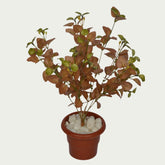 1 Ft Artificial Carpinteria Bush 5 – Faux Green Plant close-up highlighting realistic details