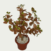 1 Ft Artificial Carpinteria Bush 5 – Faux Green Plant as part of a decorative indoor arrangement