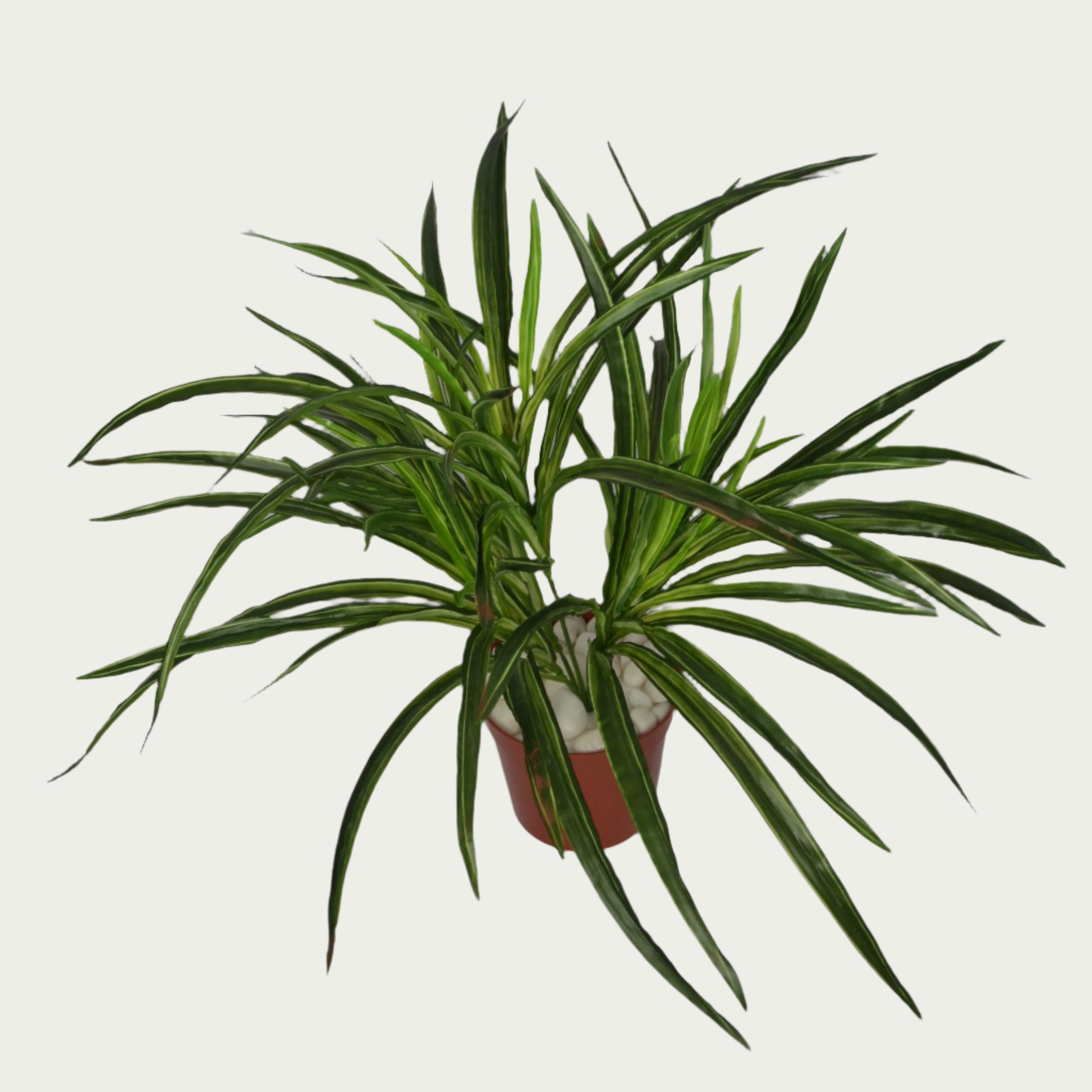 1 Ft Dracaena Bush Stylish Faux Patio Centerpiece – Elegant Faux Greenery for Any Setting – Shop Luxiplant on display with vibrant artificial foliage and lifelike features.