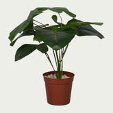 Detailed view of 1 Ft Alocasia Bush Indoor Tropical Accent Plant – Realistic Touch for Modern Interiors – Shop Luxiplant showing realistic textures and colors.