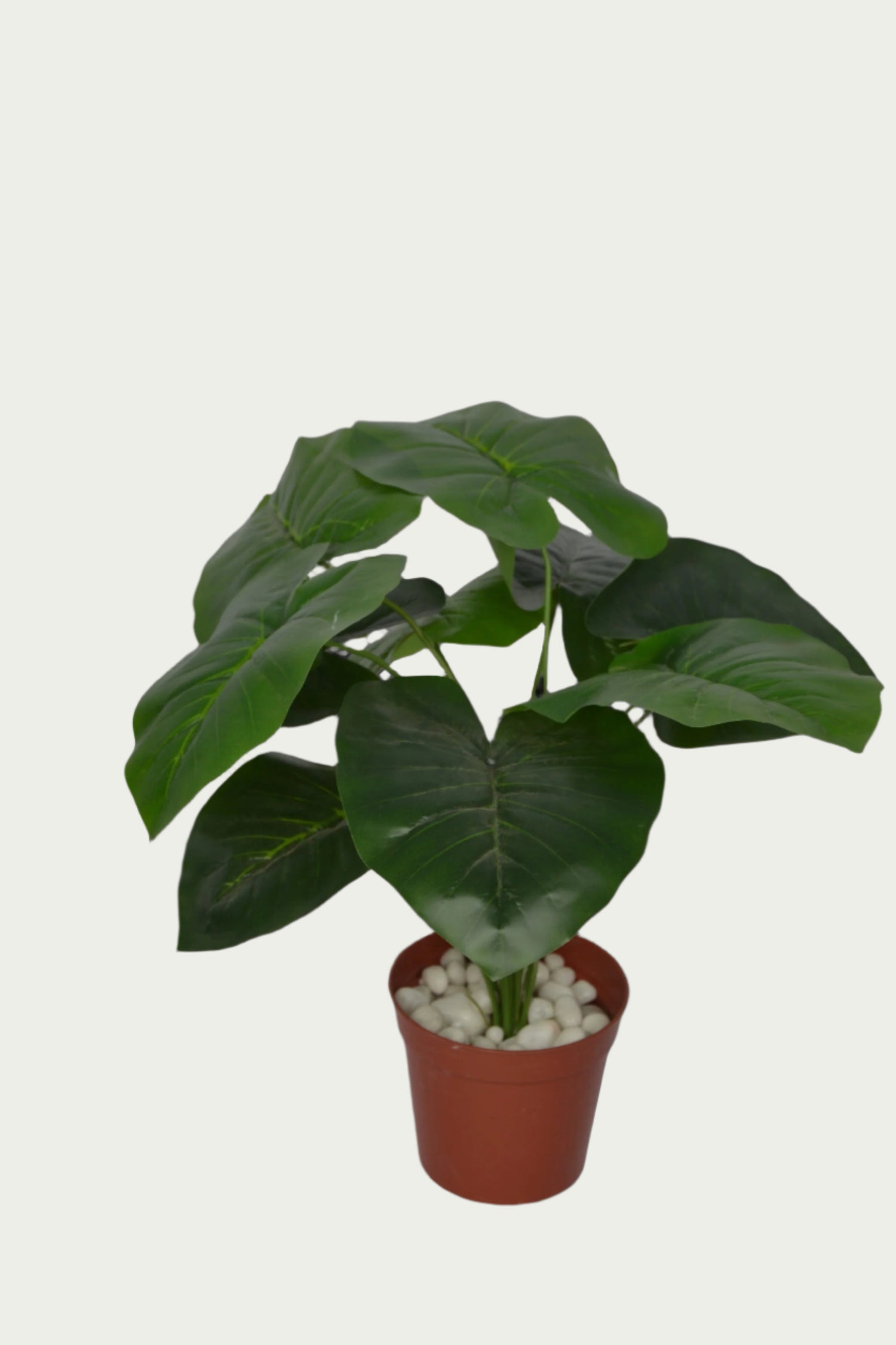 Close-up image of 1 Ft Alocasia Bush Indoor Tropical Accent Plant – Realistic Touch for Modern Interiors – Shop Luxiplant – perfect for home decoration.