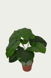 1 Ft Alocasia Bush Indoor Tropical Accent Plant – Realistic Touch for Modern Interiors – Shop Luxiplant on display with vibrant artificial foliage and lifelike features.