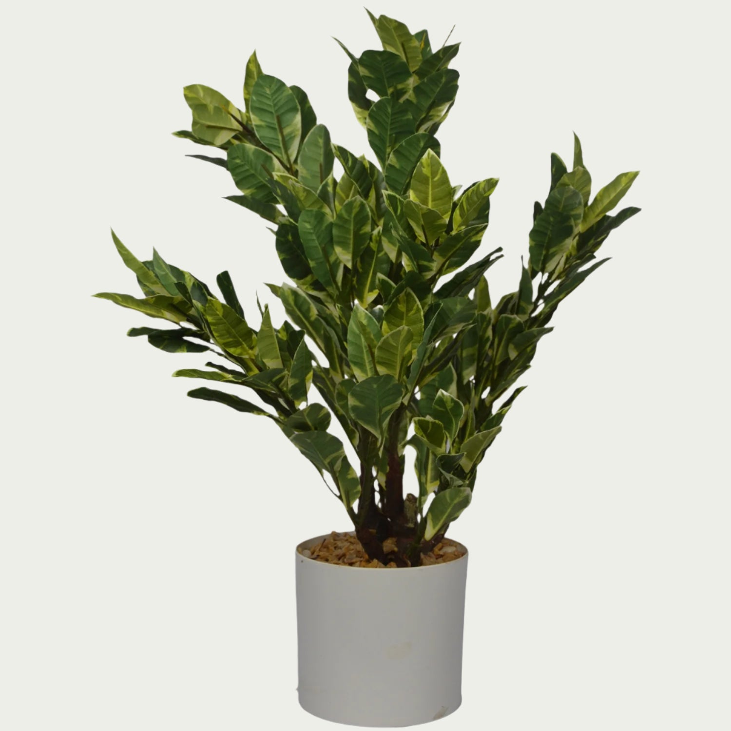 {} as part of a curated indoor garden setup (variation)