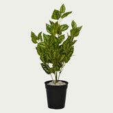 Close-up image of 2 Ft Watermelon Bush Premium Decorative Green Bush – Vibrant Decorative Plant for Home or Office – Shop Luxiplant – perfect for home decoration.