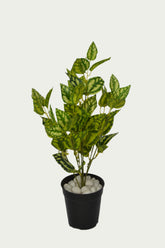 Stylish 2 Ft Watermelon Bush Premium Decorative Green Bush – Vibrant Decorative Plant for Home or Office – Shop Luxiplant featured in a modern interior setup.