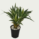 Decorative shot highlighting the unique design of 1 Ft Dracaena Leaves Bunch Contemporary Lush Green Accent – Vibrant Decorative Plant for Home or Office – Shop Luxiplant.