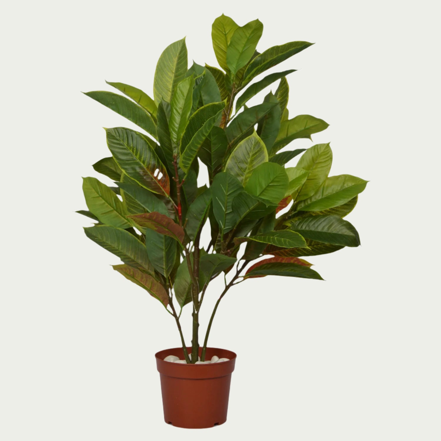 {} positioned near a window bringing in soft light (variation) (variation)