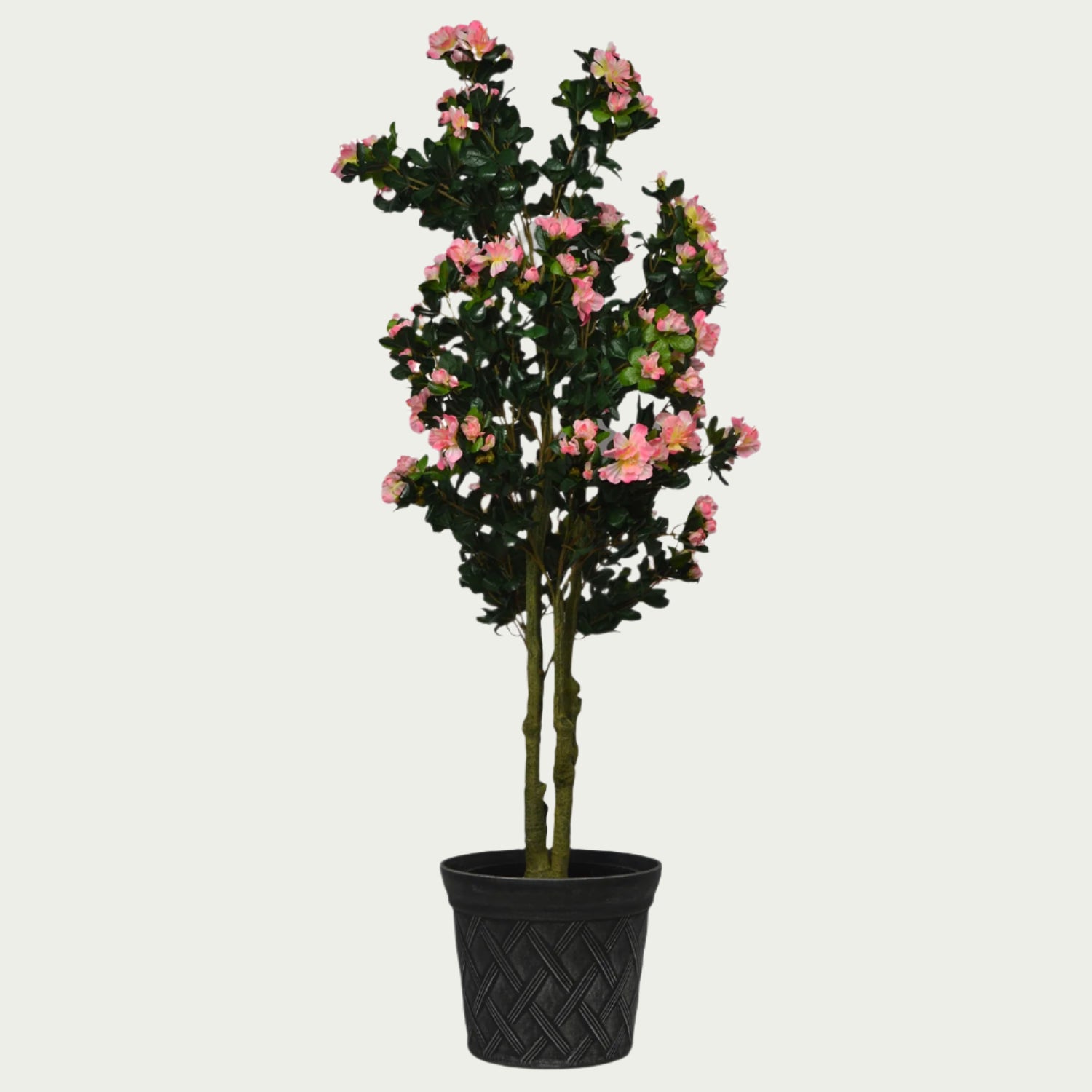 {} positioned near a window bringing in soft light (variation)