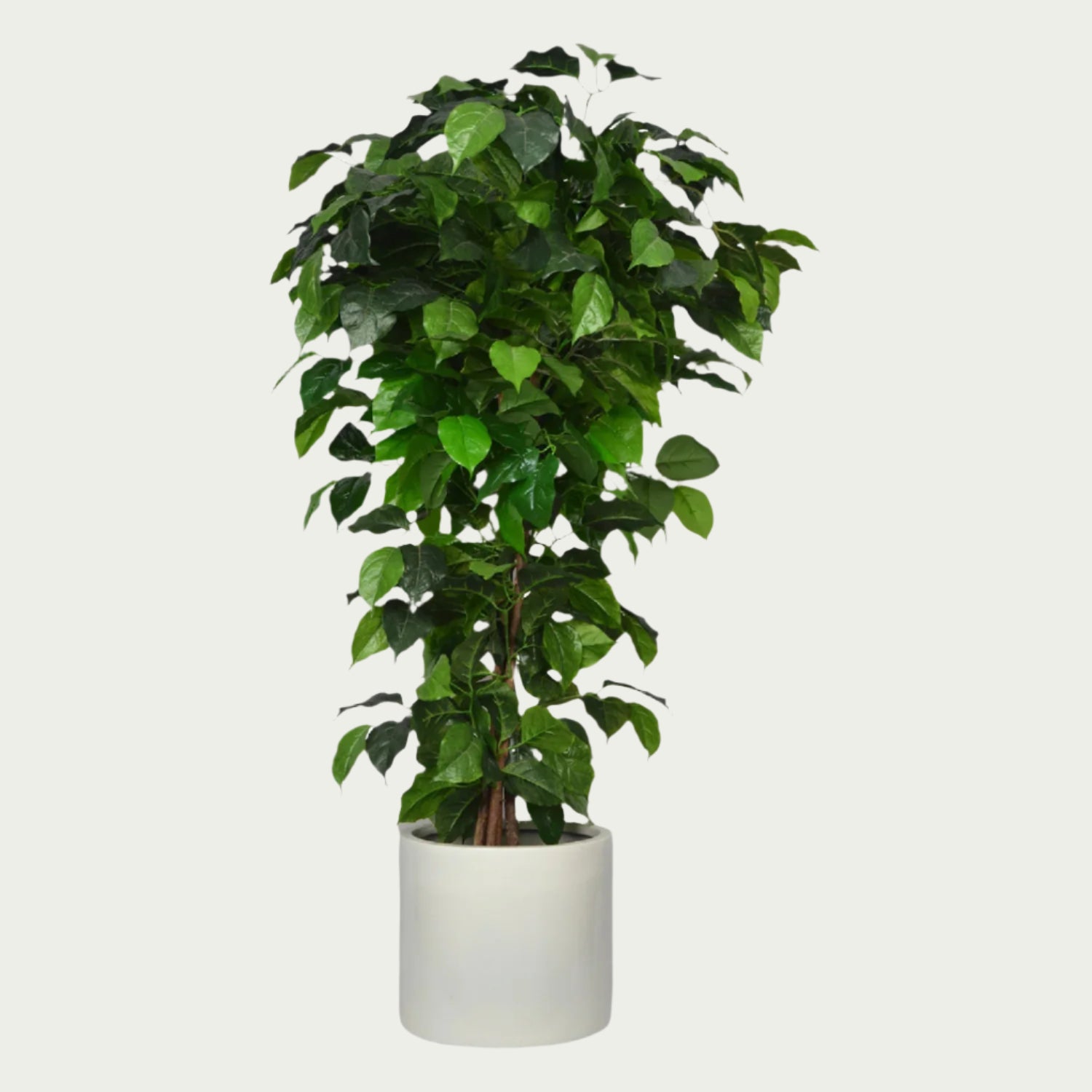 {} resting near a chair in an inviting reading nook (variation)