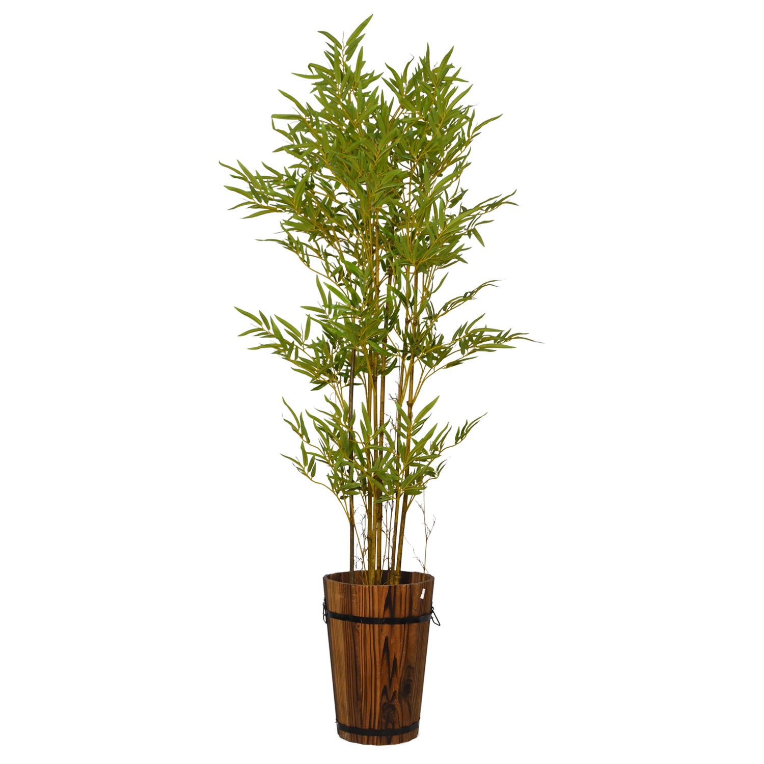 Vivid green leaves of {} framed by window light (variation)