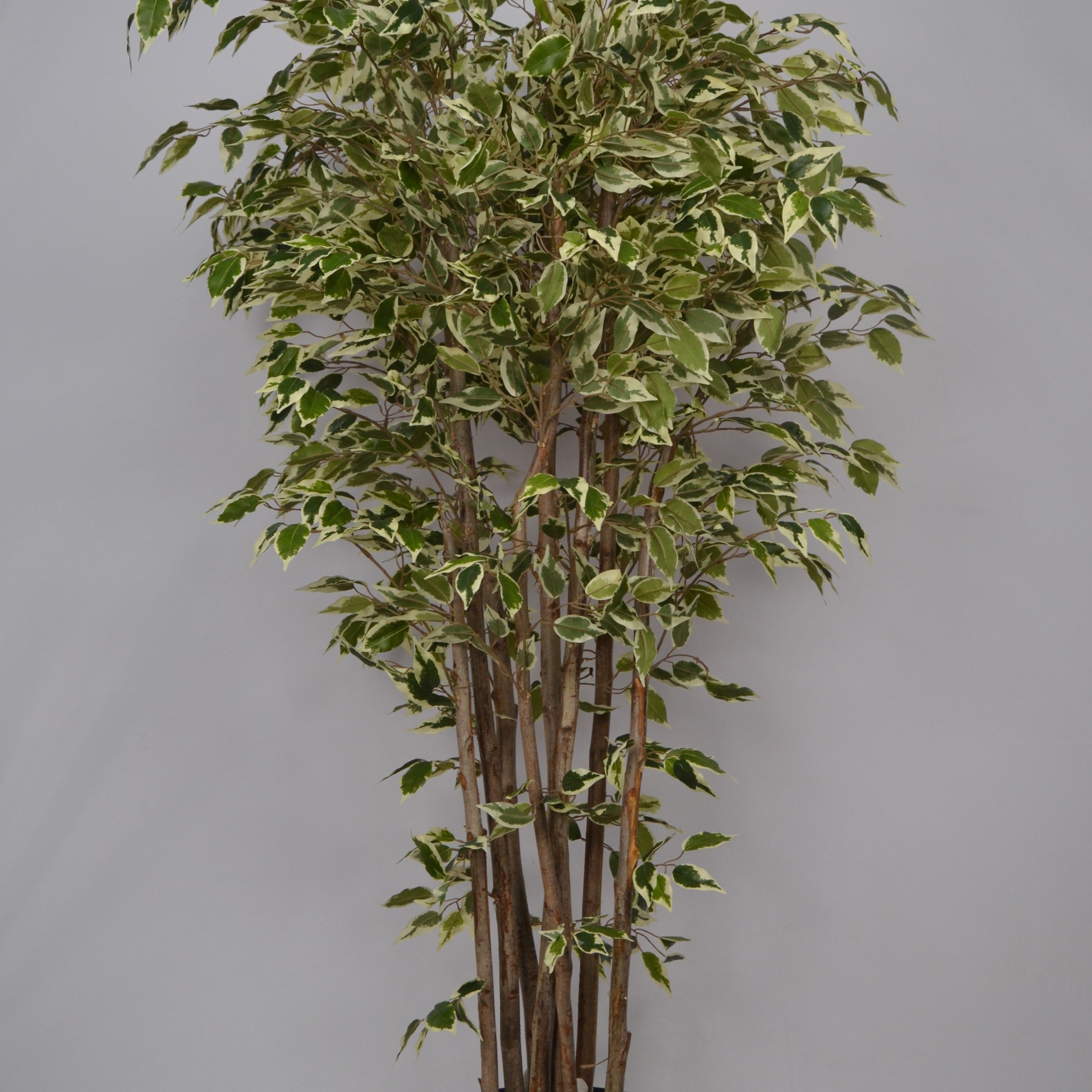 5 Ft Artificial Ficus Plant – Tall Lifelike Faux Tree with Dense Green Leaves for Indoor Home, Office & Corner Décor