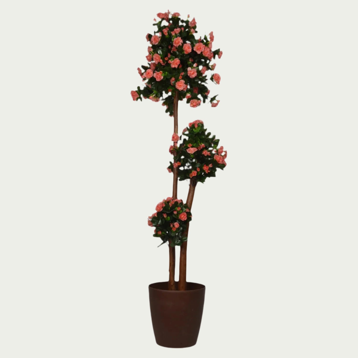 Botanical charm of {} set against a pastel backdrop (variation)