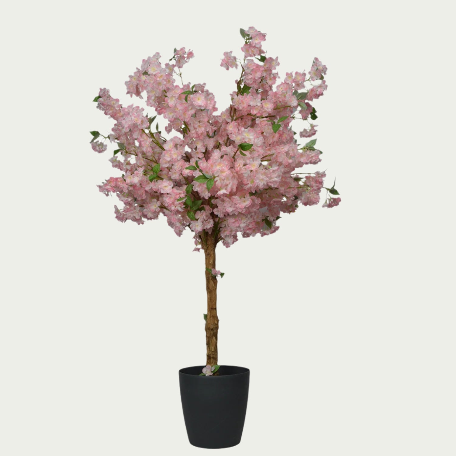 Vivid green leaves of {} framed by window light (variation)