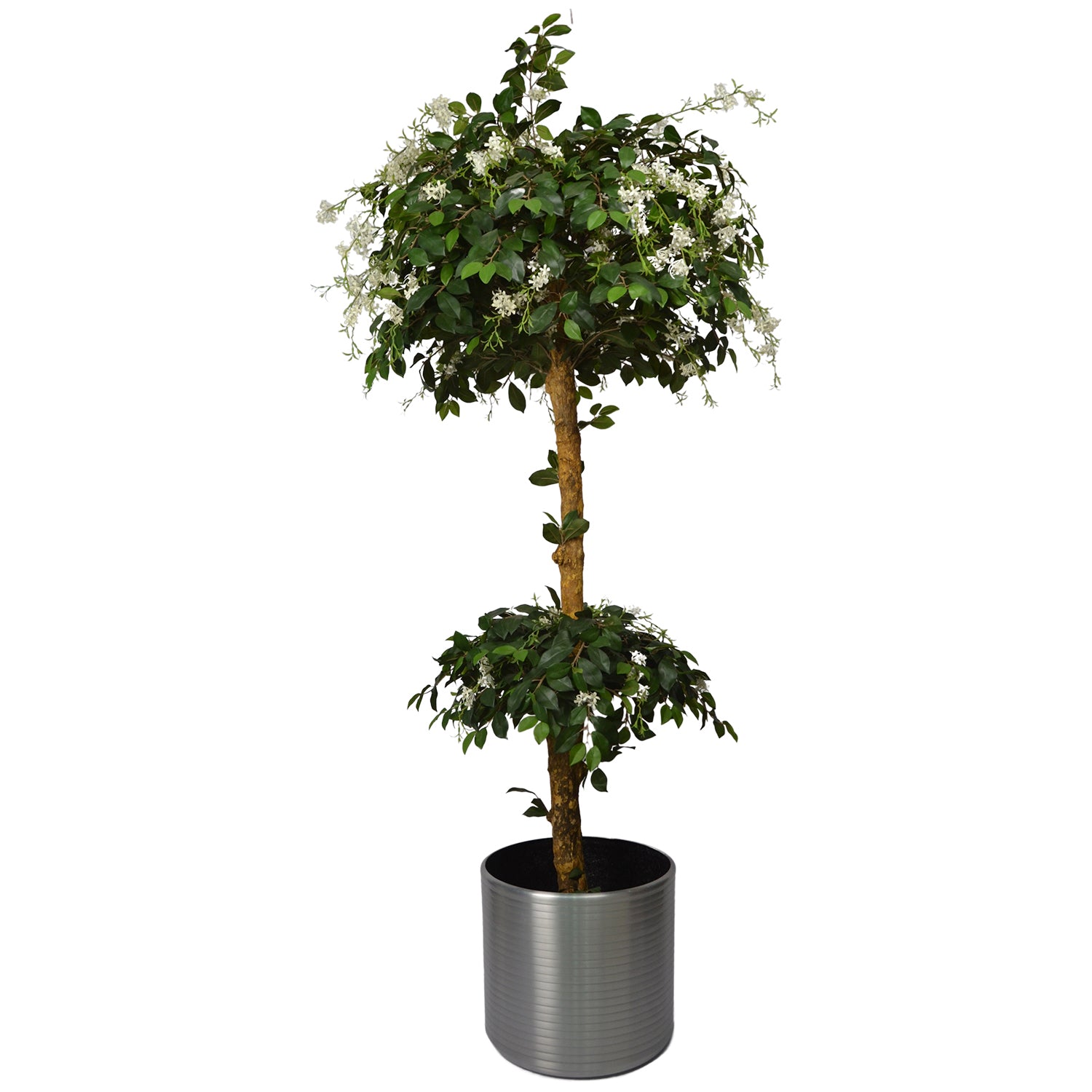 Potted plant with green leaves and white flowers on a white background