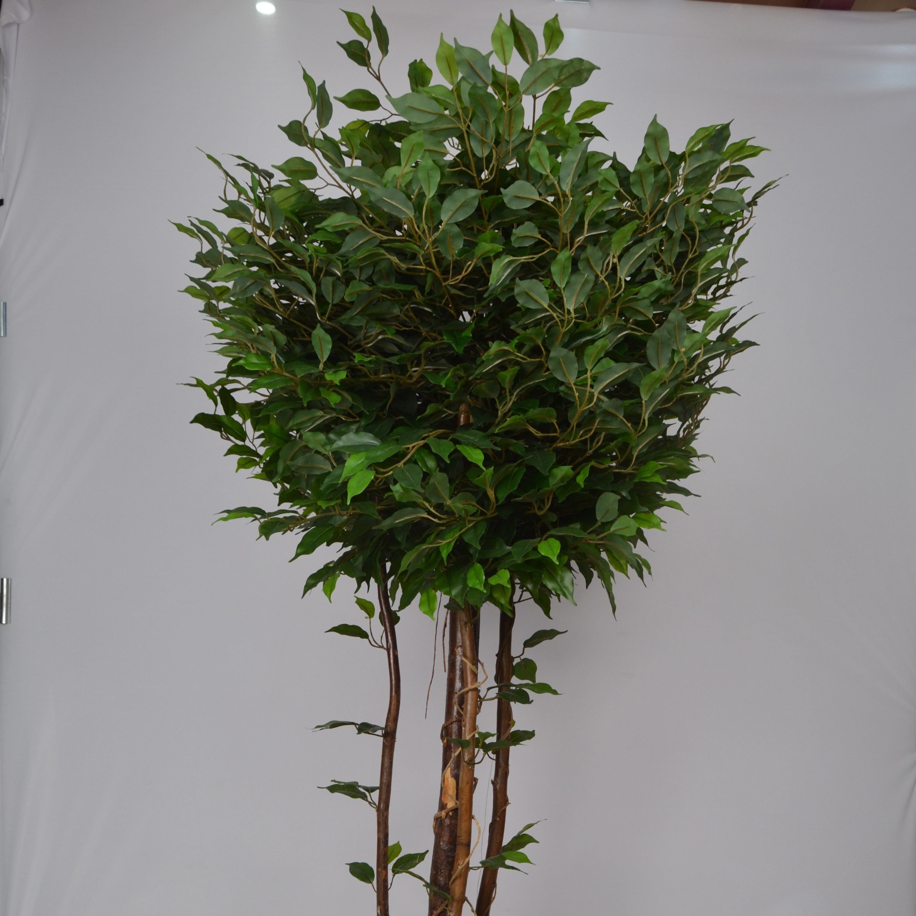 A potted Ficus plant with a spherical shape and multiple stems, placed against a plain background.