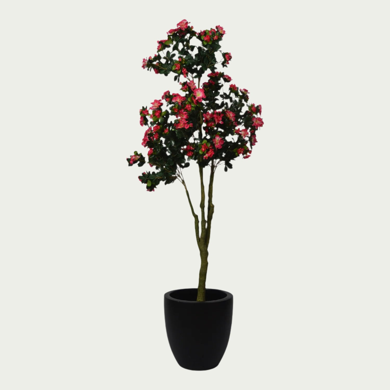 {} as part of a curated indoor garden setup