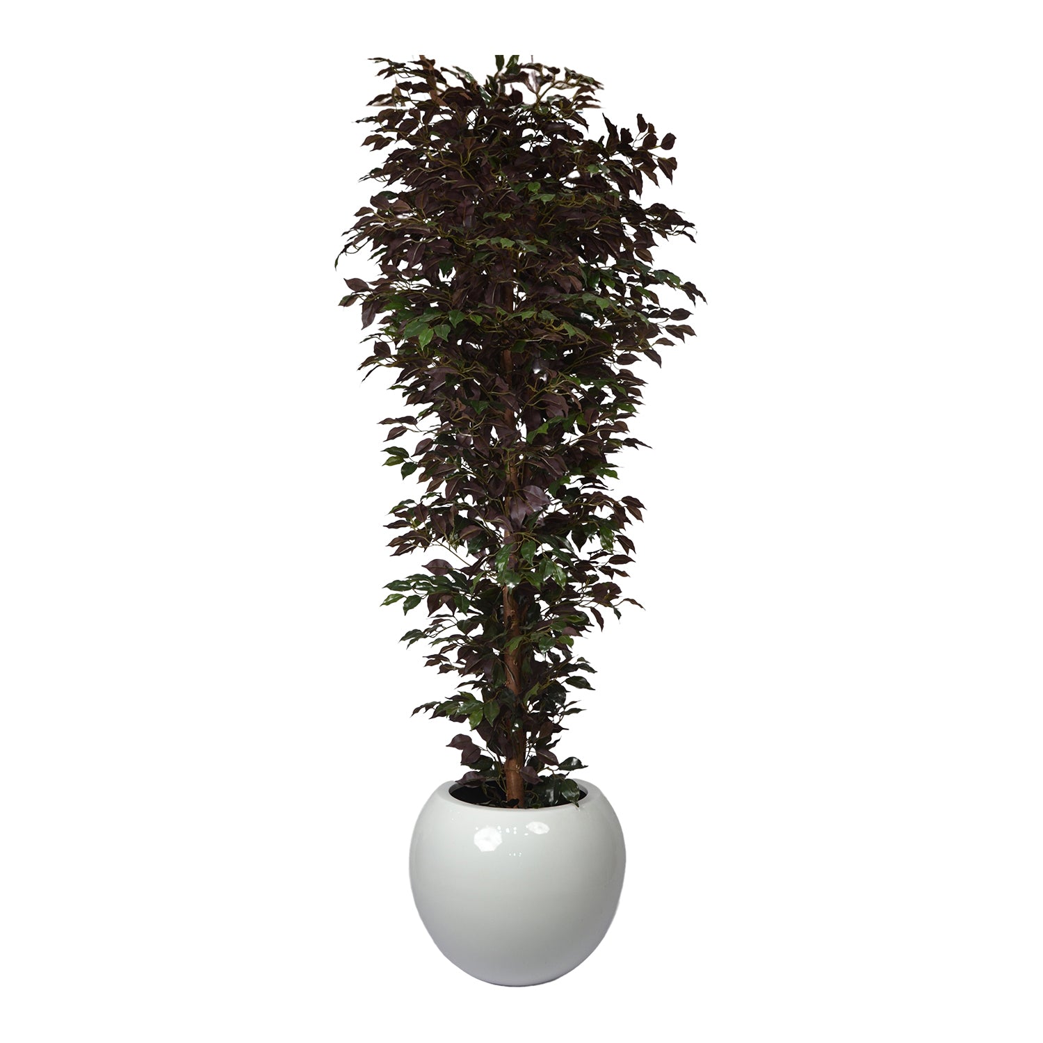 7 Ft Artificial Ficus Plant – Extra Tall Faux Tree with Realistic Green Leaves & Natural Trunk for Large Indoor Home, Office & Lobby Décor