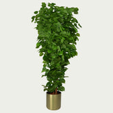 {} flanked by pendant lights in a relaxed interior (variation)