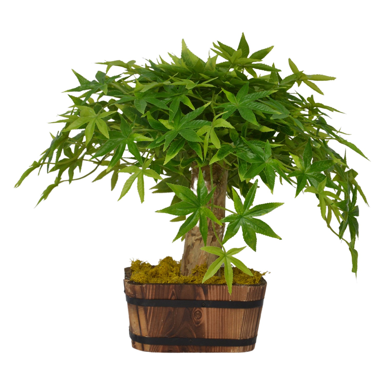 Potted bonsai tree with green leaves on a white background