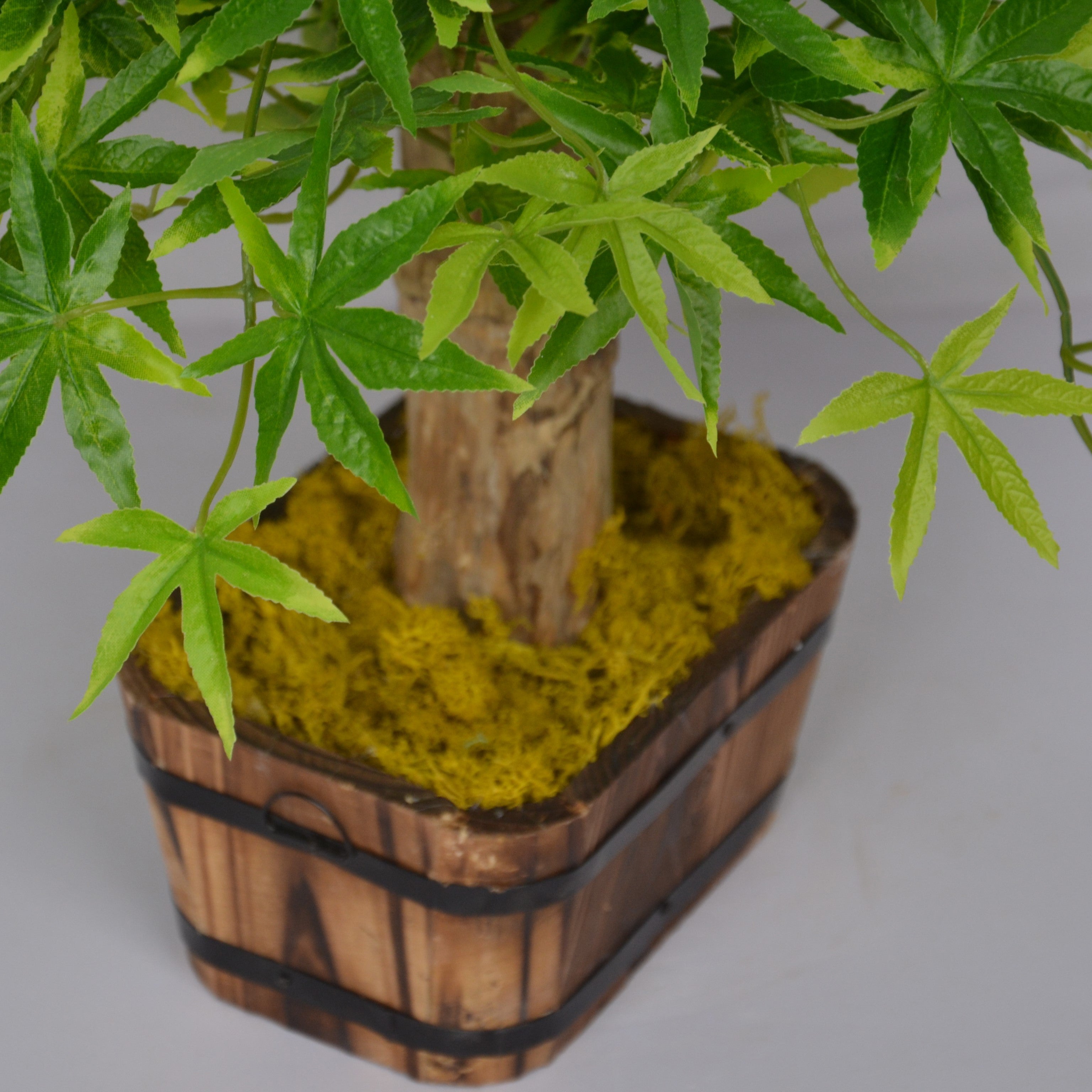 Bonsai tree in a wooden basket with yellow moss on a plain background