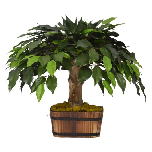 Potted plant with green leaves in a wooden basket on a white background
