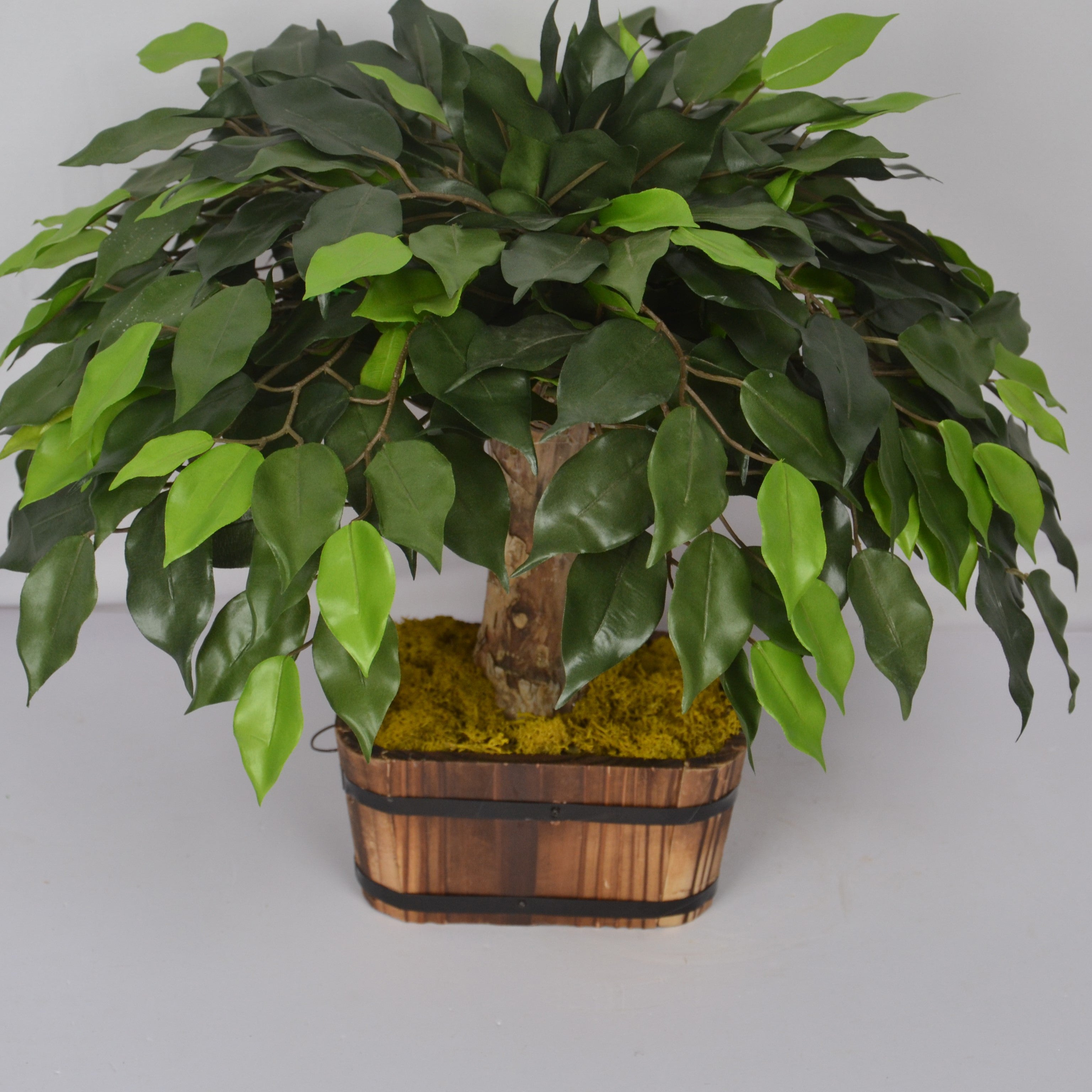 Potted plant with green leaves in a wooden basket on a plain background