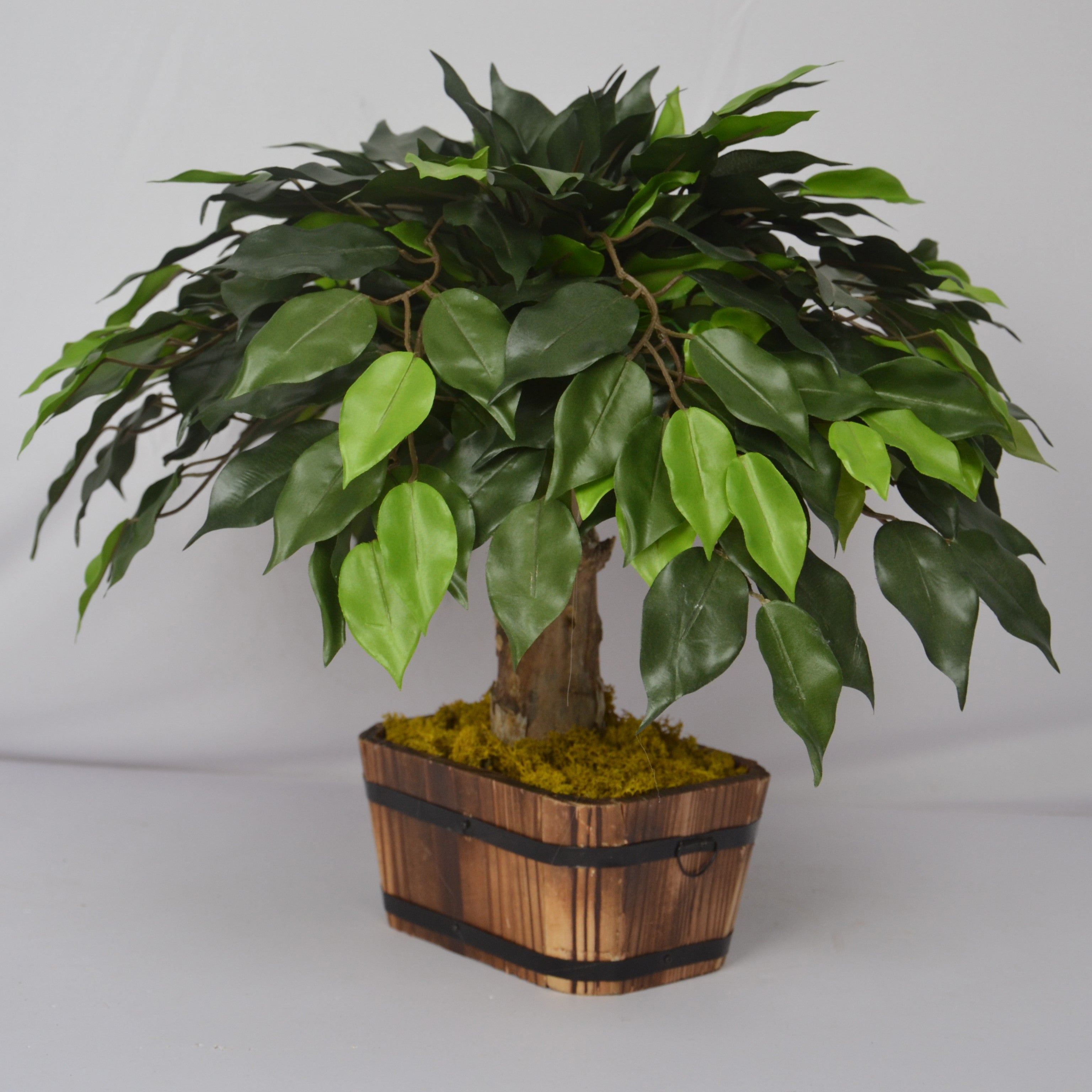Potted plant with green leaves in a wooden basket on a plain background