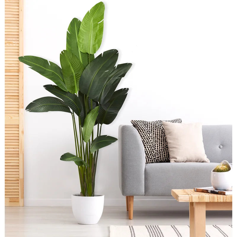 Bring the beauty of nature indoors without breaking the bank – Luxiplant&