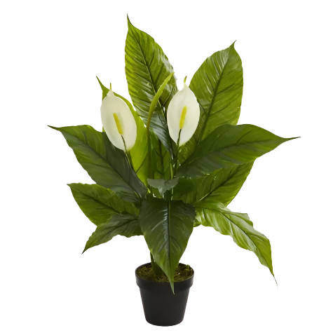 3 Ft Nearly Natural 26-in Spathiphyllum Artificial Plant (Real Touch) undefined out of 5 stars with 0 reviews be the – perfect for modern home decor