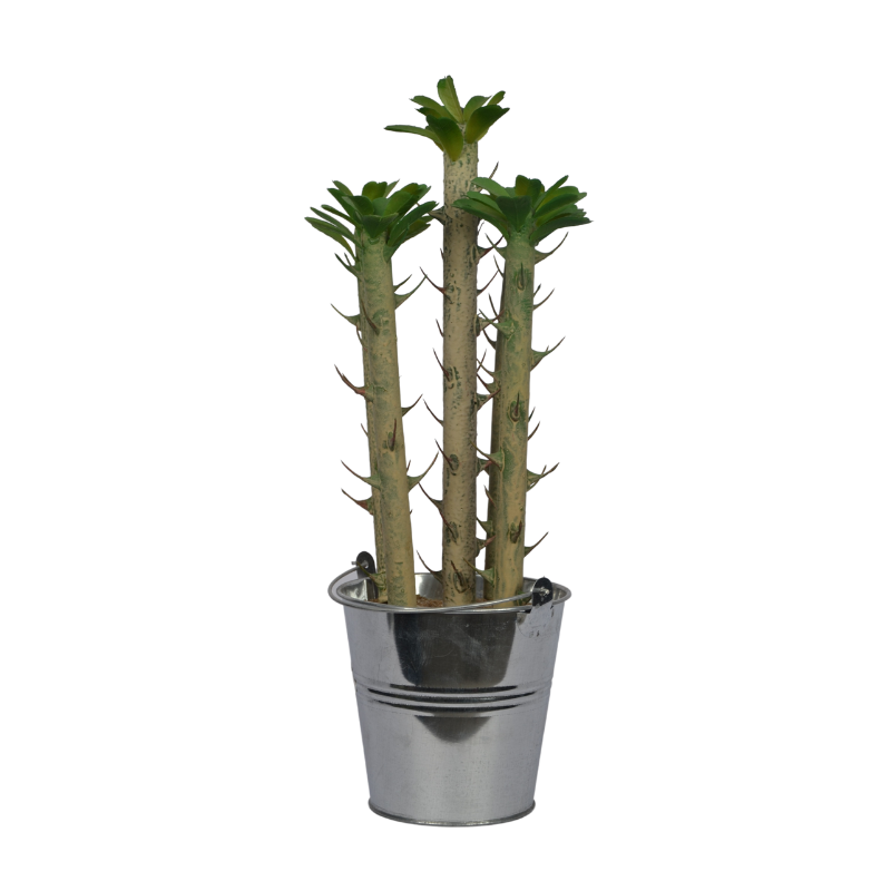 Potted plant with spiky stems in a metal pot on a white background