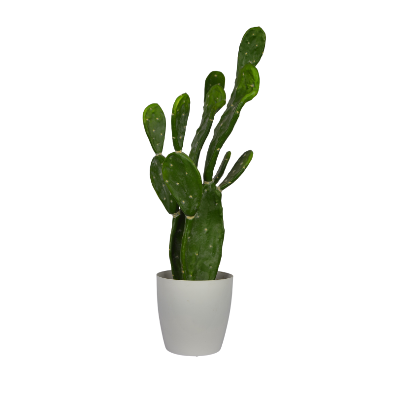 Potted cactus plant on a white background