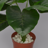 Stylish 1 Ft Alocasia Bush Indoor Tropical Accent Plant – Realistic Touch for Modern Interiors – Shop Luxiplant featured in a modern interior setup.
