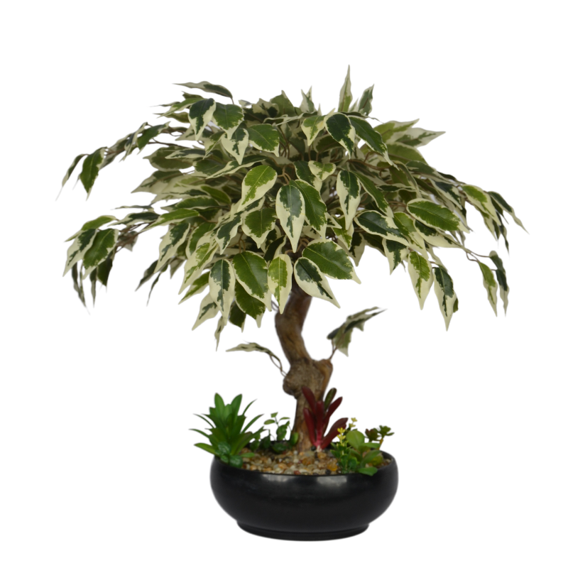 Potted plant with variegated leaves on a white background