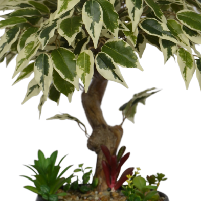 Variegated green and white leaves of a potted plant on a plain background